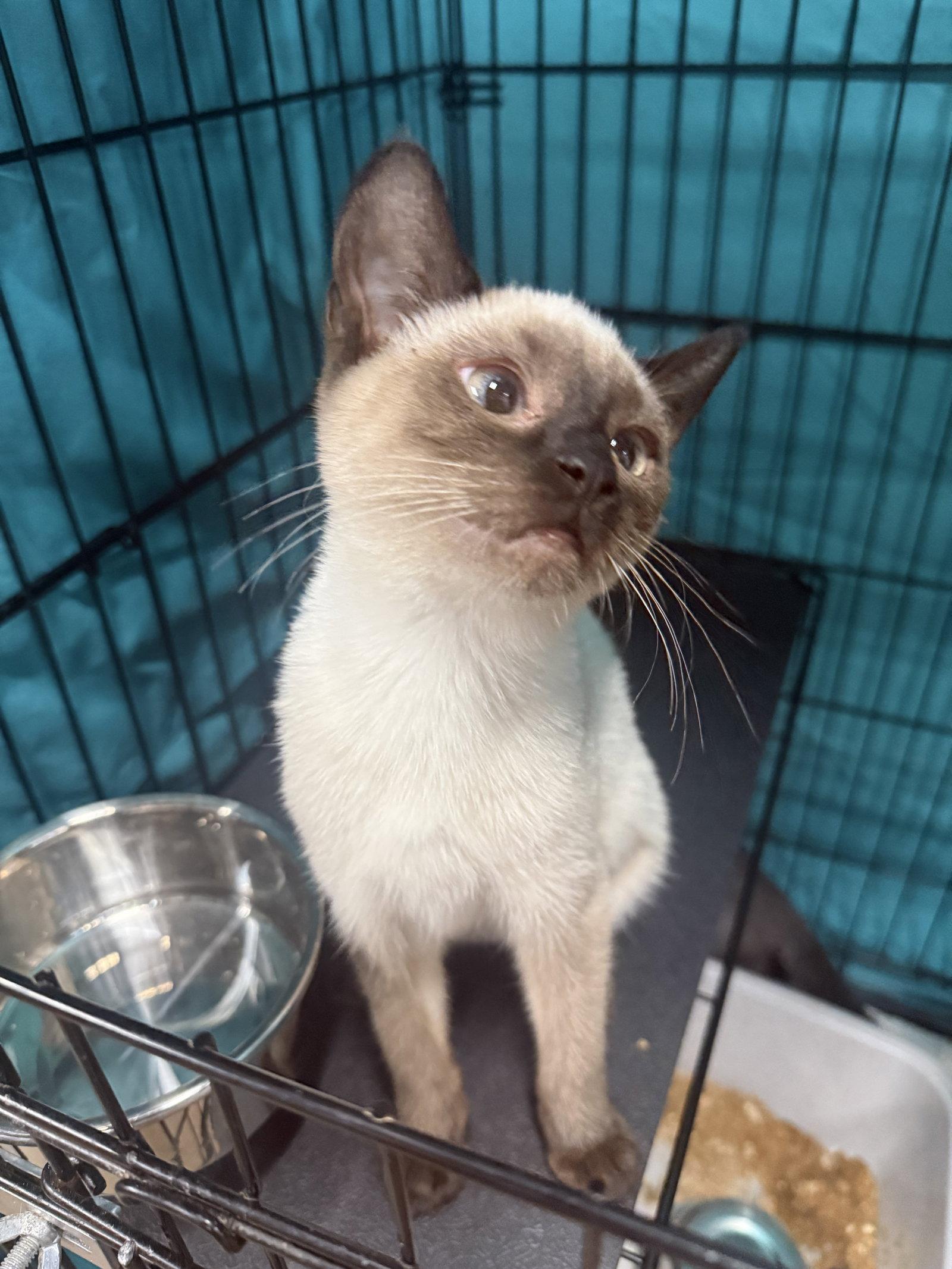 Enlarge Kitten Sharpie - Adoption Pending, a Adopted Siamese in Cuyahoga Falls, OH image 3/3