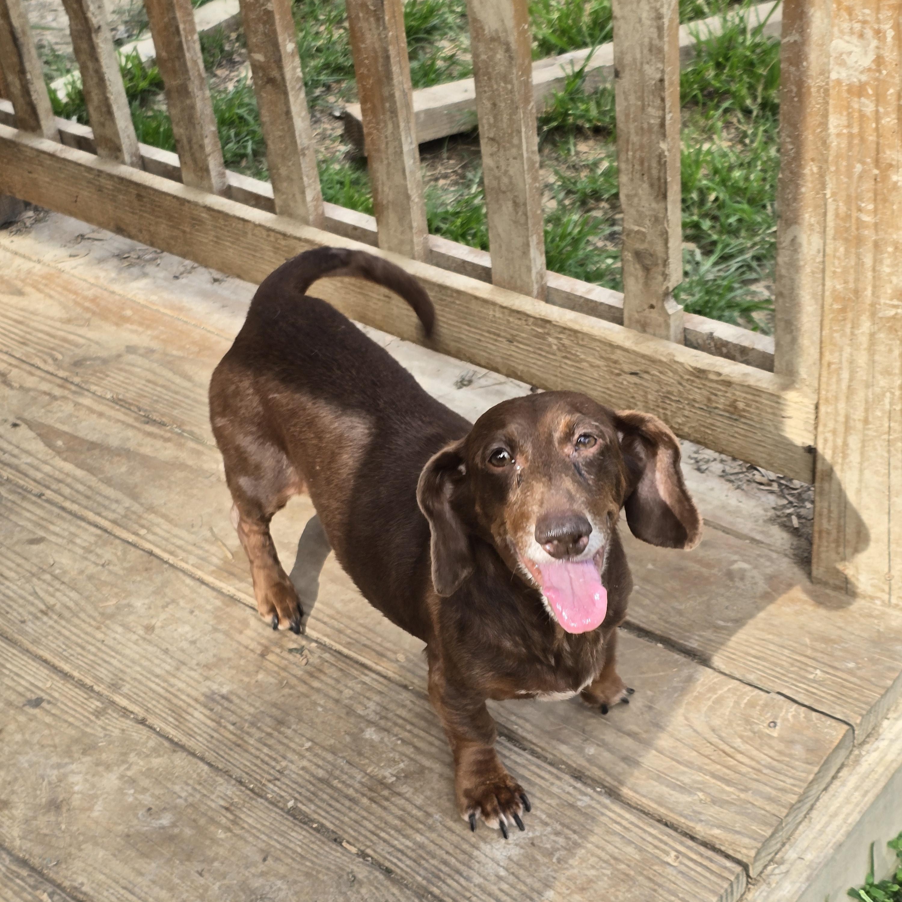 cocoa, adopted, Adult Female Dachshund.