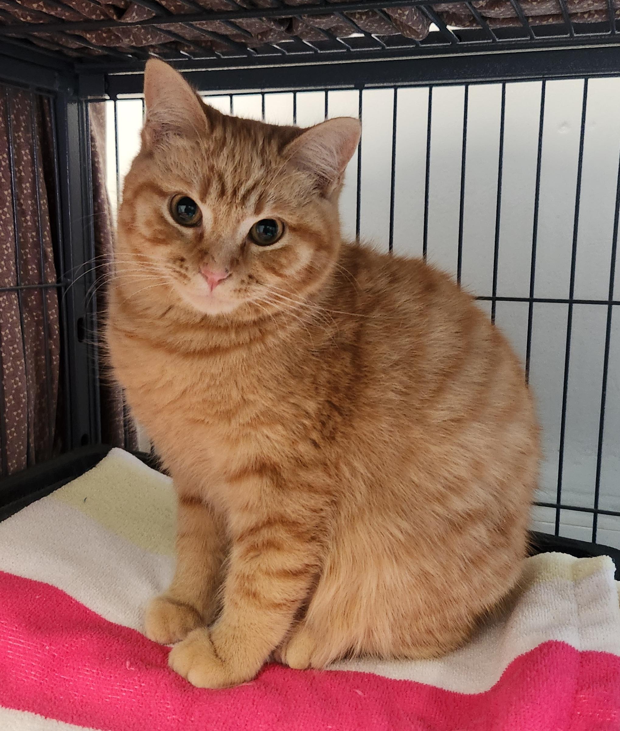 Bliss, adopted, Young Female Domestic Short Hair.