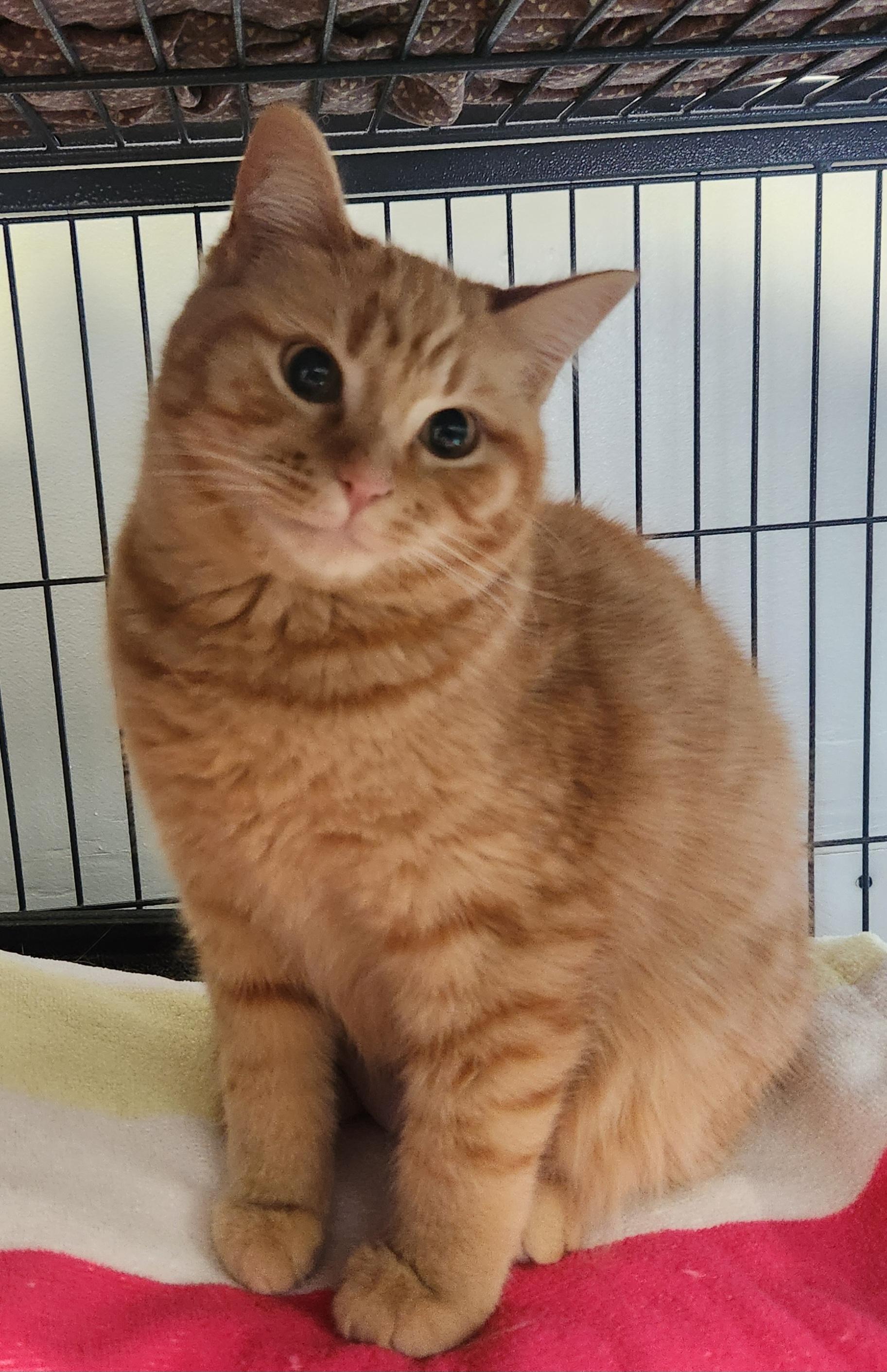 Enlarge Bliss, an adopted Domestic Short Hair in Yarnell, AZ image 2/2