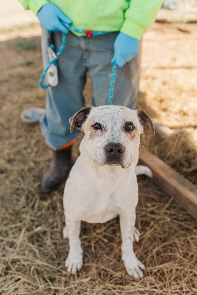 Donatello, Adoptable, Adult Male Mixed Breed.
