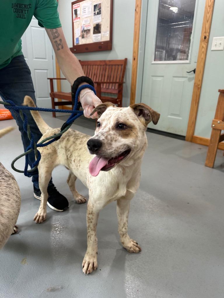 Donatello, a Adoptable mixed breed in Lawrenceburg, TN image 2/6