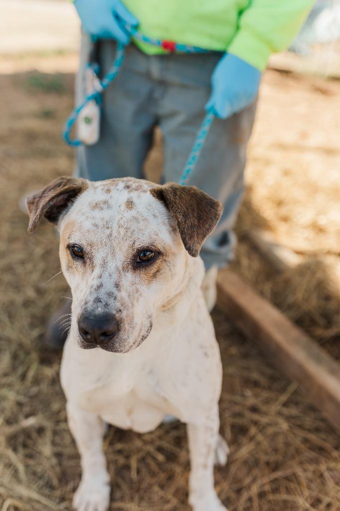 Donatello, a Adoptable mixed breed in Lawrenceburg, TN image 3/6