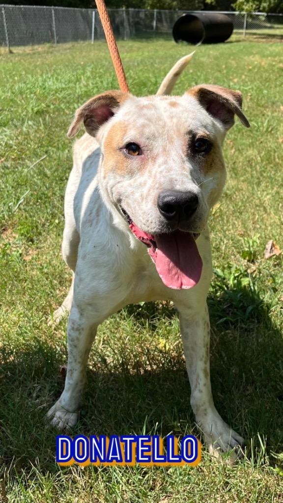 Donatello, a Adoptable mixed breed in Lawrenceburg, TN image 4/6