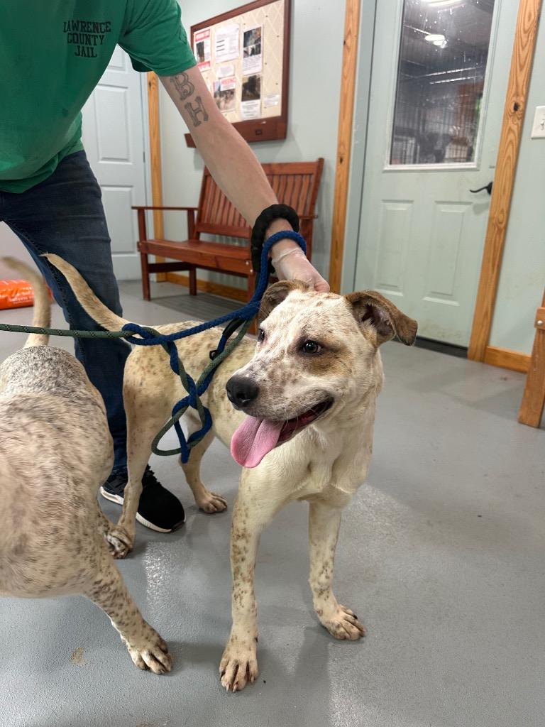 Donatello, a Adoptable mixed breed in Lawrenceburg, TN image 5/6