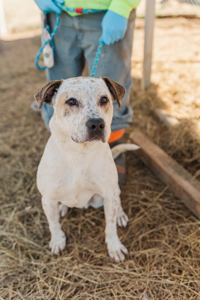 Donatello, a Adoptable mixed breed in Lawrenceburg, TN image 6/6