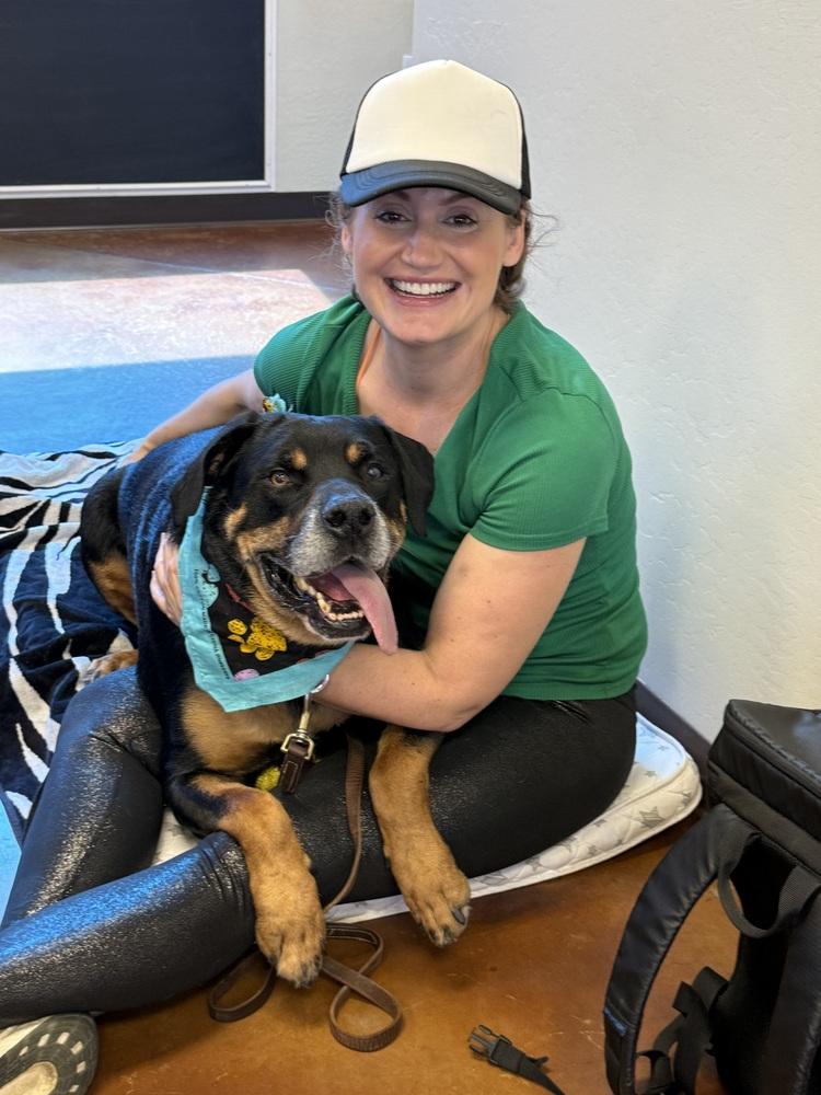 Maxwell, Adoptable, Senior Male Rottweiler.