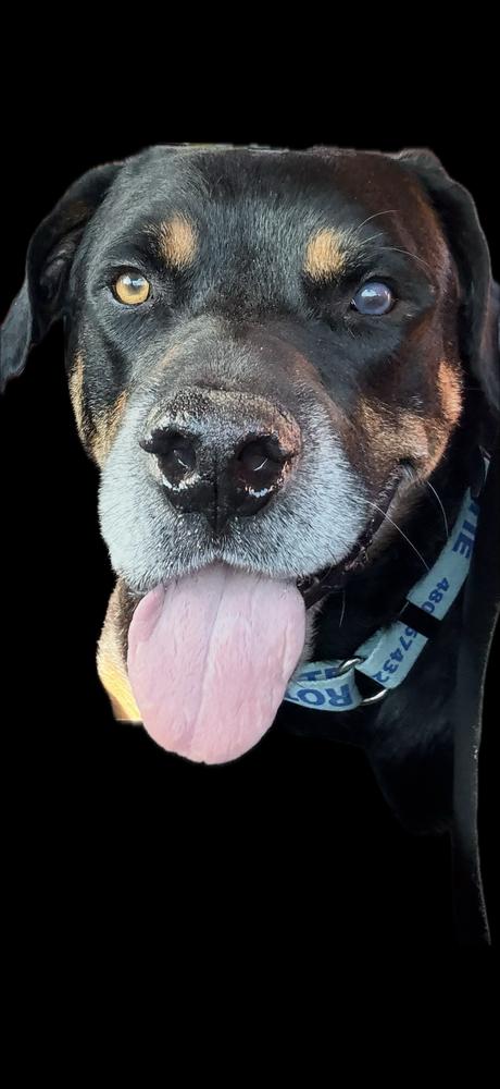 Maxwell, Adoptable, Senior Male Rottweiler.