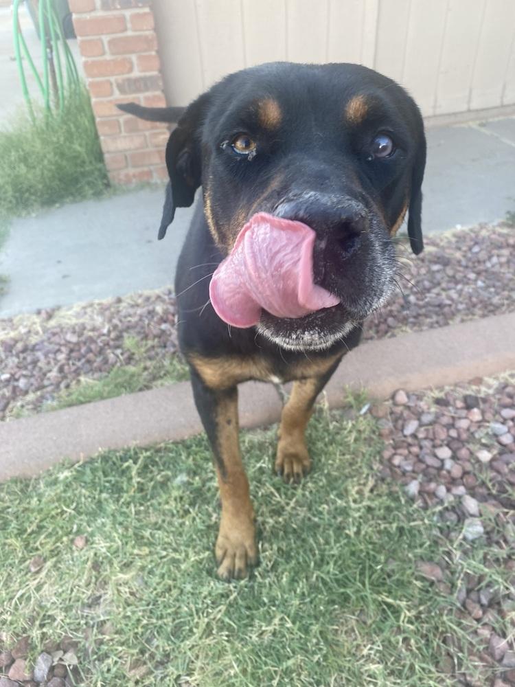 Maxwell, a Adoptable Rottweiler in Gilbert, AZ image 1/3