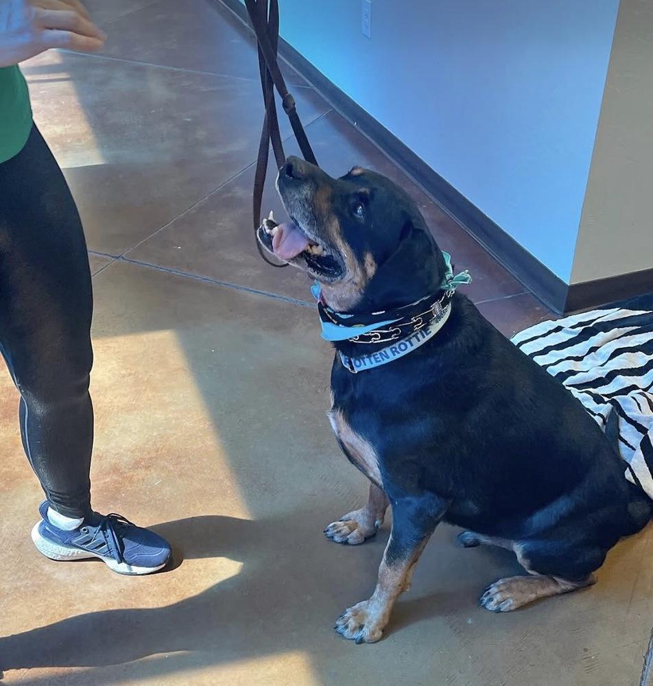 Maxwell, a Adoptable Rottweiler in Gilbert, AZ image 3/5
