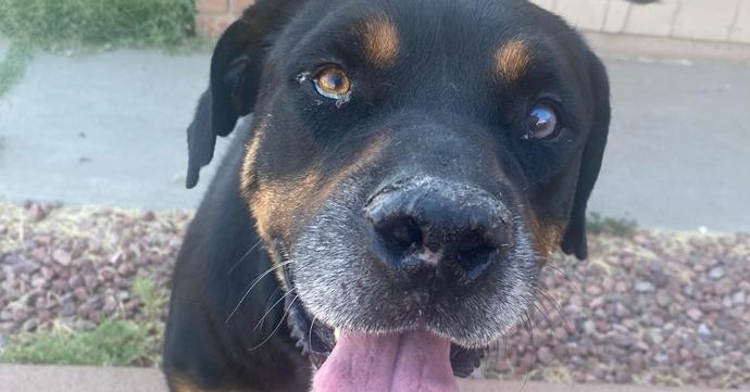Maxwell, a Adoptable Rottweiler in Gilbert, AZ image 2/3