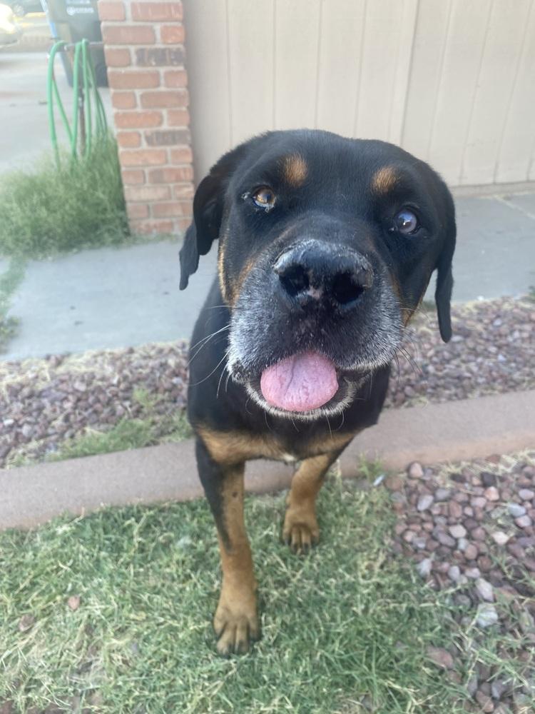 Maxwell, Adoptable, Senior Male Rottweiler.