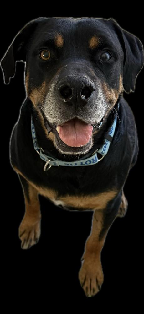 Enlarge Maxwell, a Adoptable Rottweiler in Gilbert, AZ image 4/4