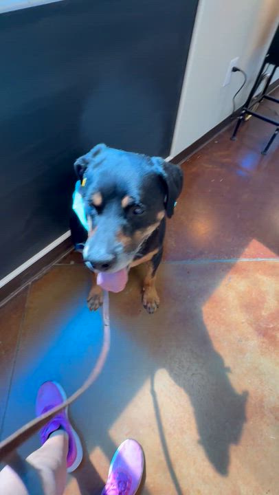 Enlarge Maxwell, a Adoptable Rottweiler in Gilbert, AZ video 5/5