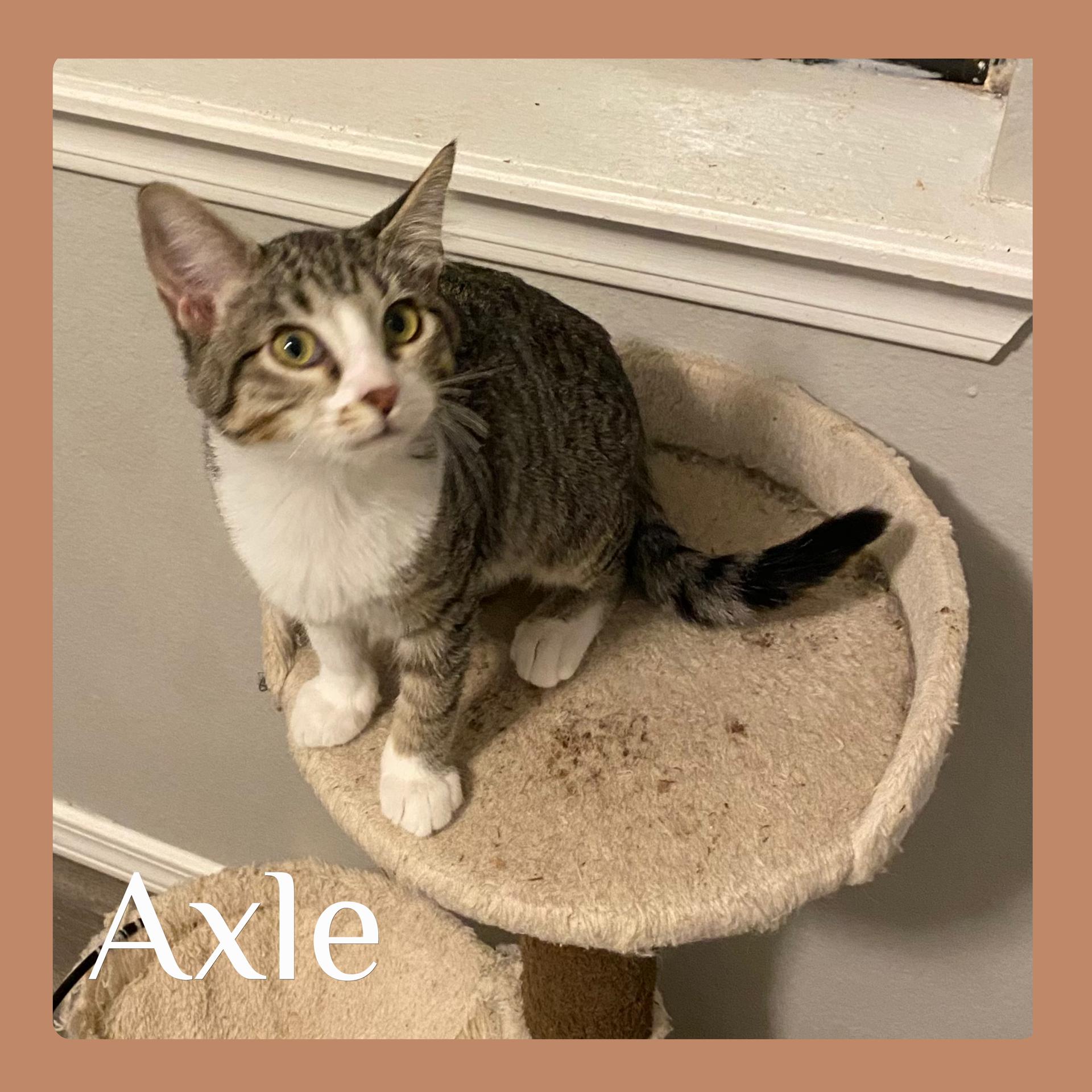 AXLE, Adoptable, Kitten Male Tabby.