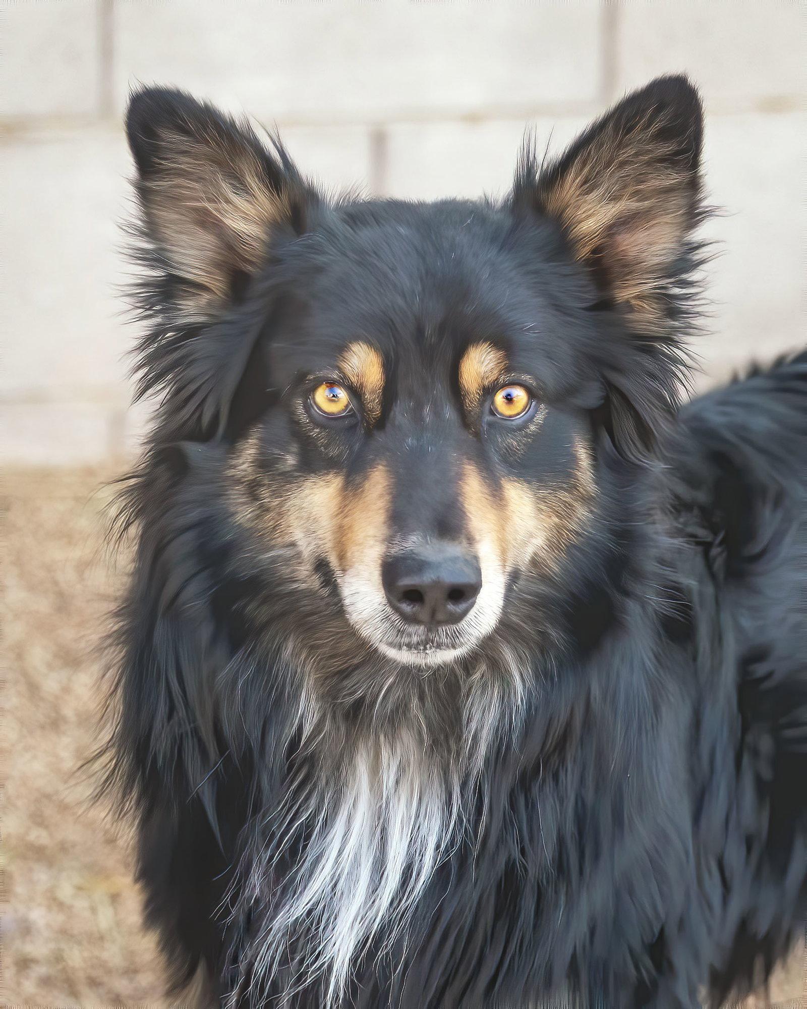 BRUCIE, Adoptable, Adult Male Australian Shepherd.