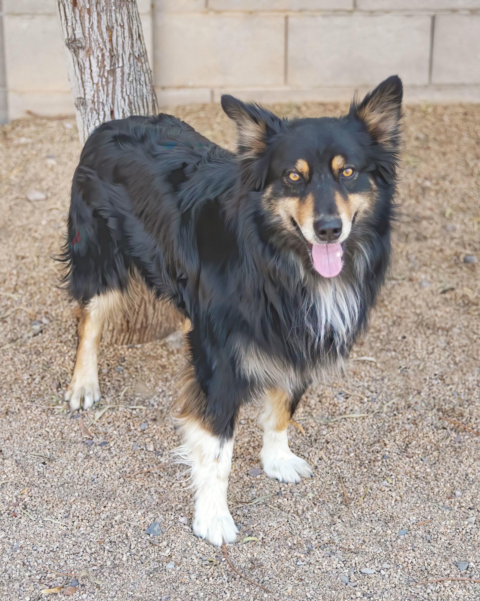 BRUCIE, a Adoptable Australian Shepherd in Scottsdale, AZ image 2/3