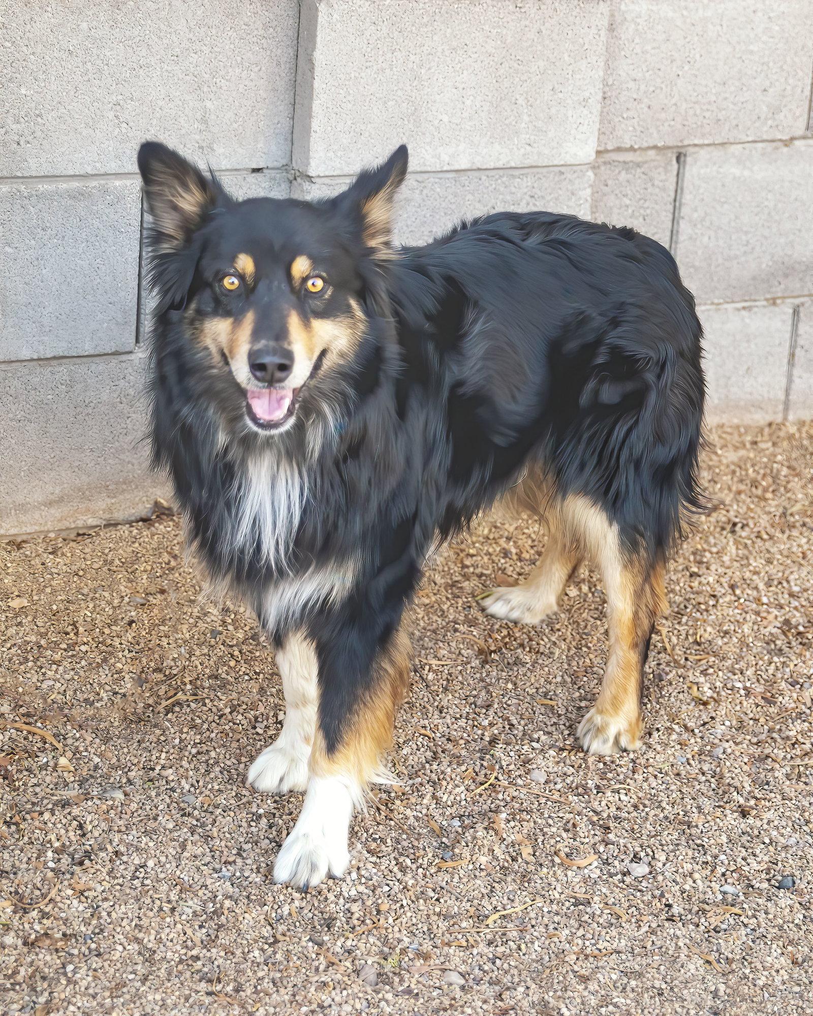 BRUCIE, a Adoptable Australian Shepherd in Scottsdale, AZ image 3/3