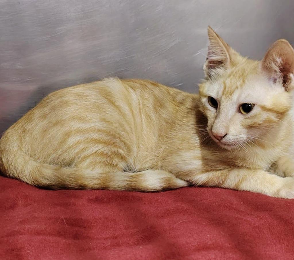 Enlarge Albert, an adopted mixed breed in Corral del Risco, NAY image 2/5