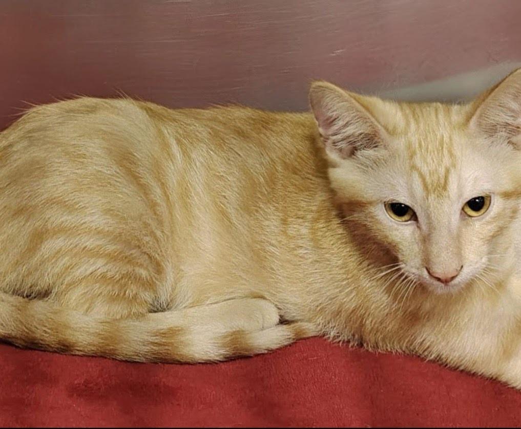 Enlarge Albert, an adopted mixed breed in Corral del Risco, NAY image 5/5