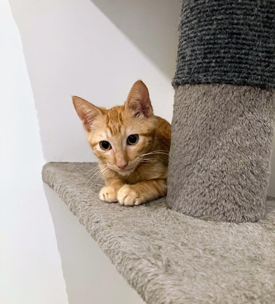 Albert, adopted, Kitten Male Domestic Short Hair.