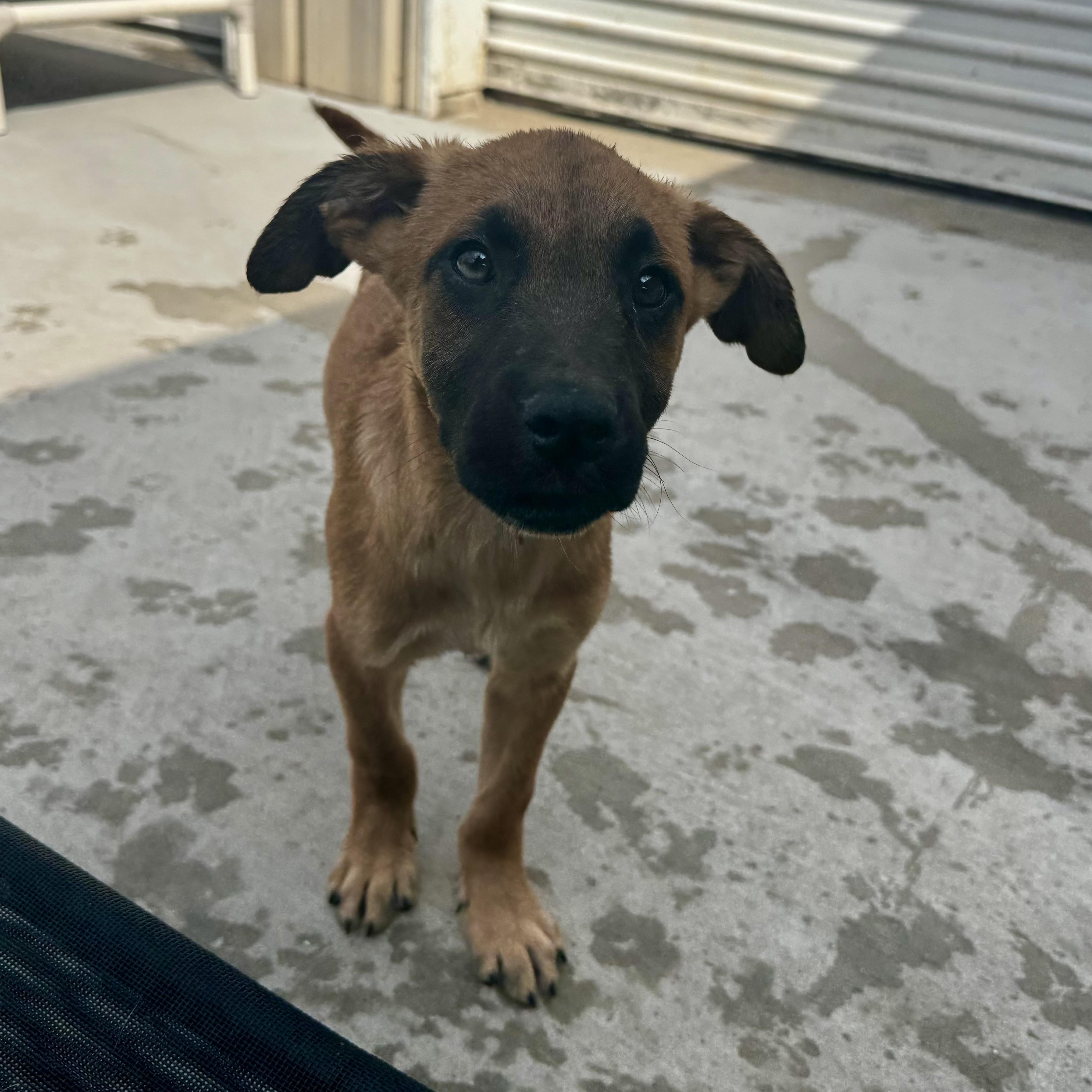 Timmy, an adopted mixed breed in Ponchatoula, LA image 2/5