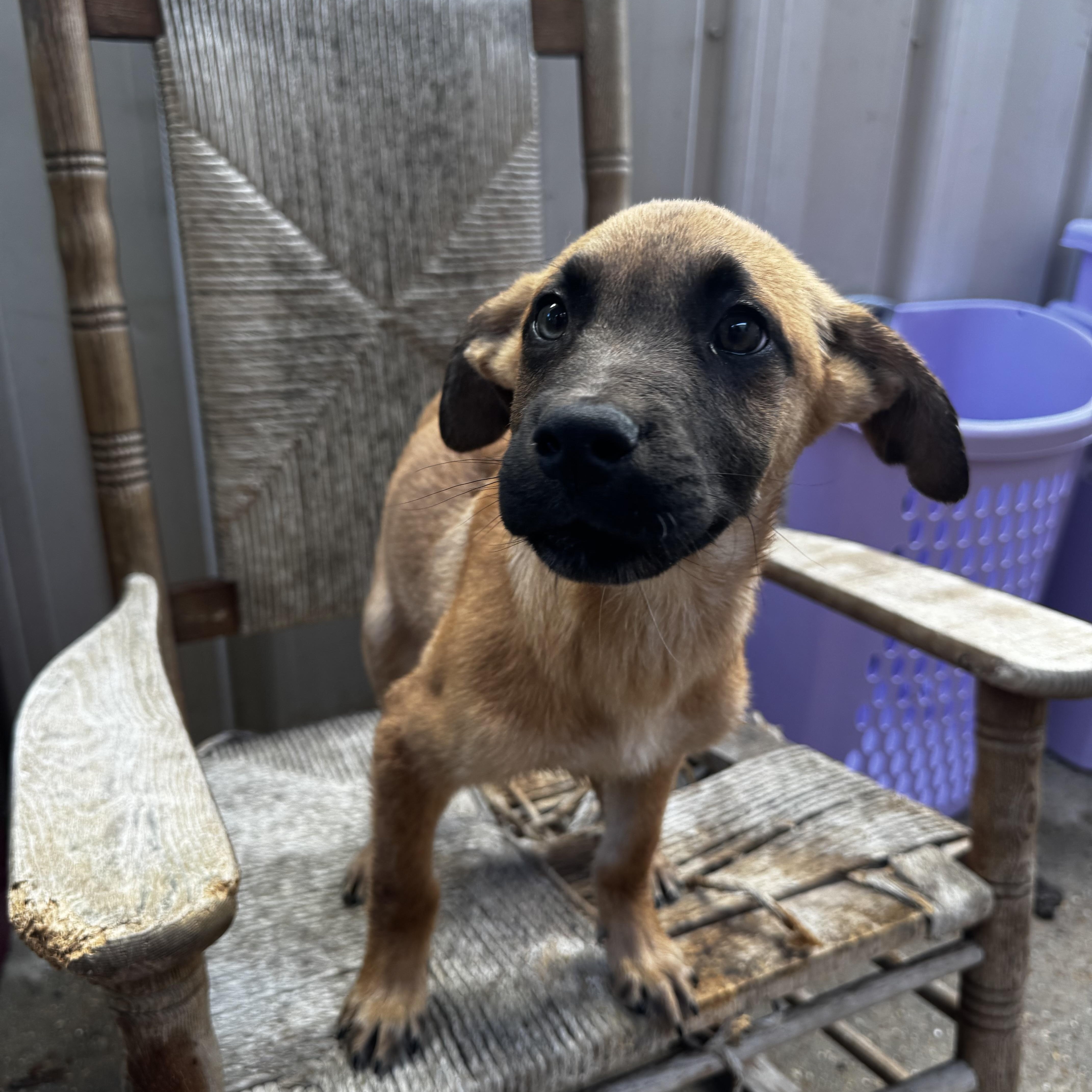 Timmy, an adopted mixed breed in Ponchatoula, LA image 4/5
