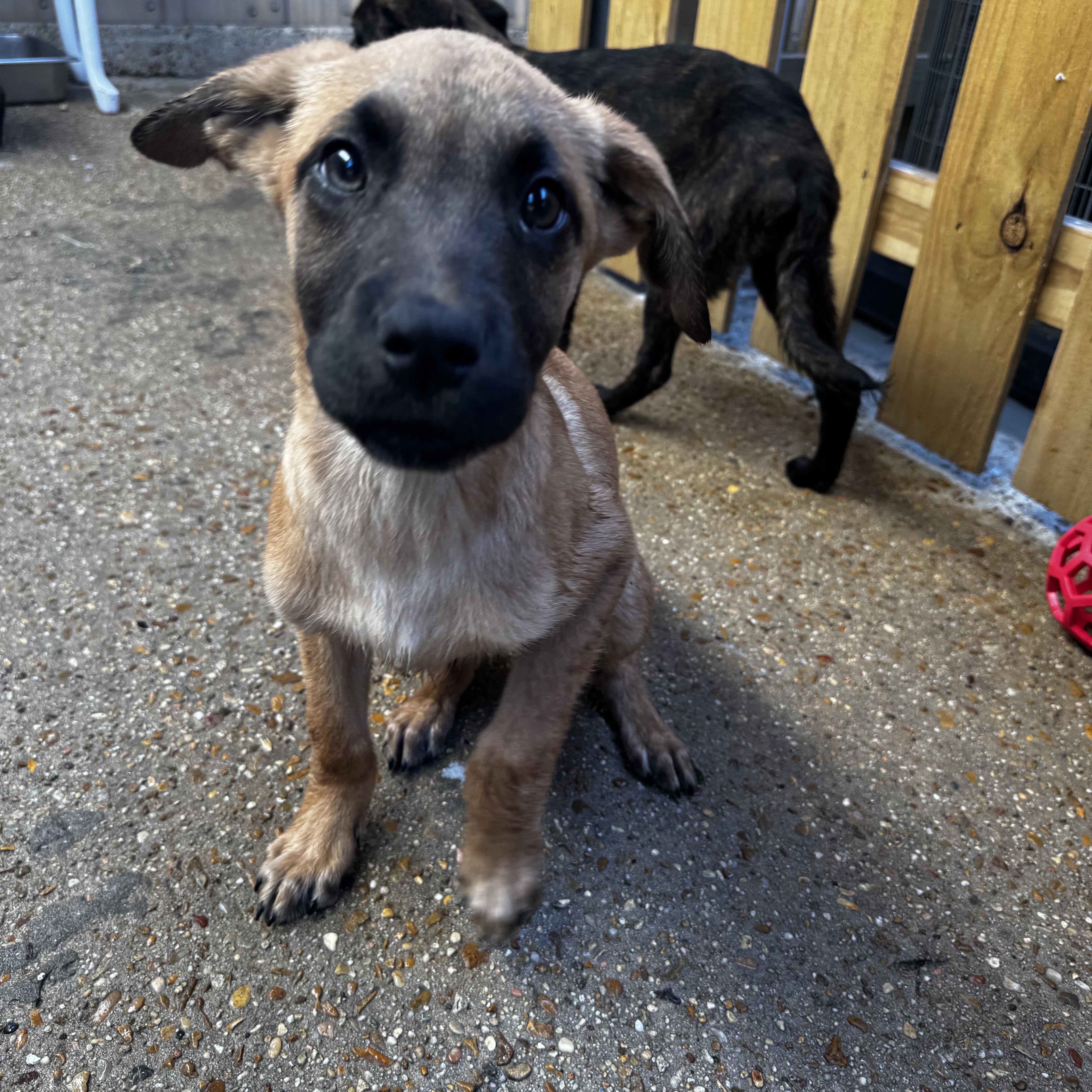 Timmy, an adopted mixed breed in Ponchatoula, LA image 1/5