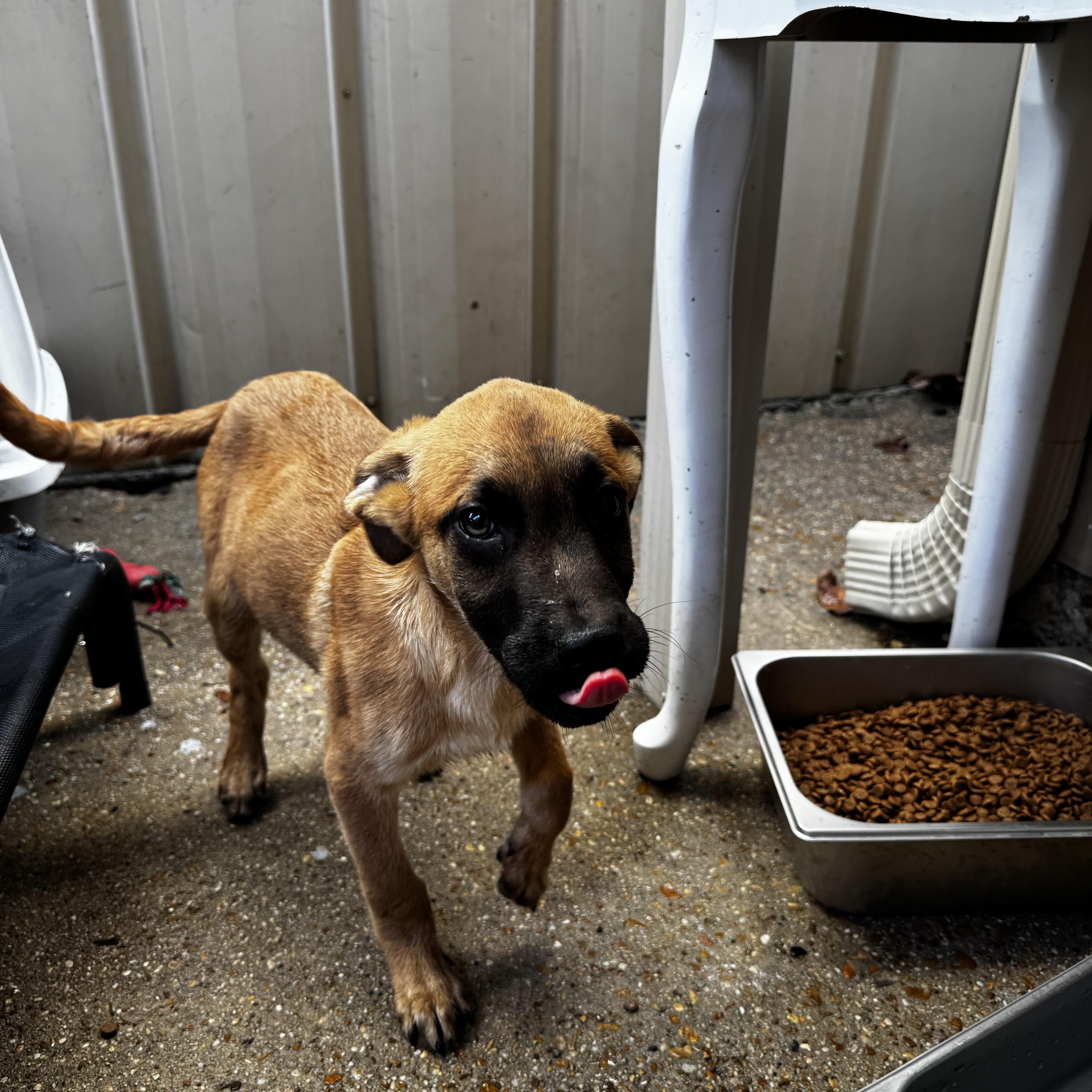 Timmy, an adopted mixed breed in Ponchatoula, LA image 5/5