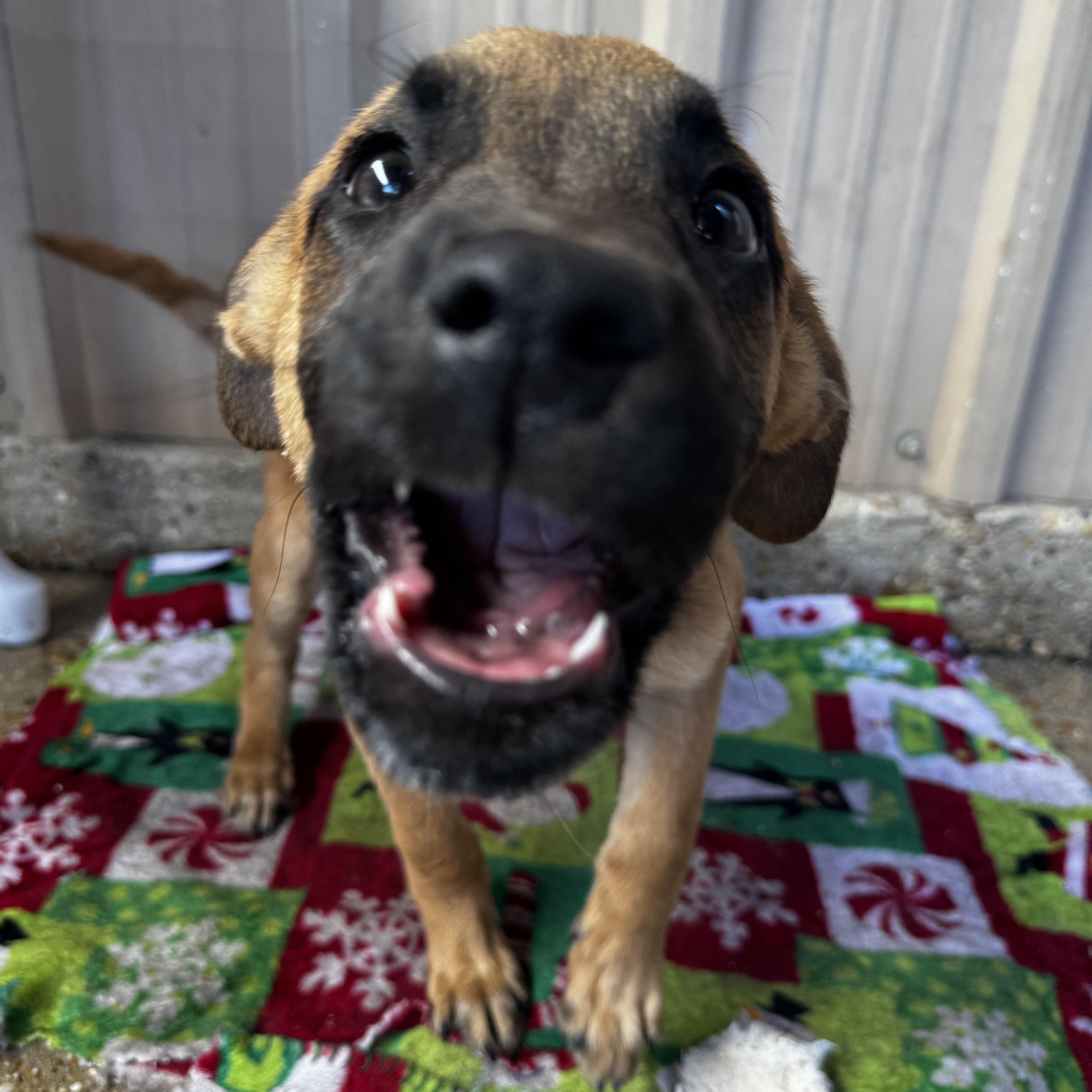 Timmy, an adopted mixed breed in Ponchatoula, LA image 3/5
