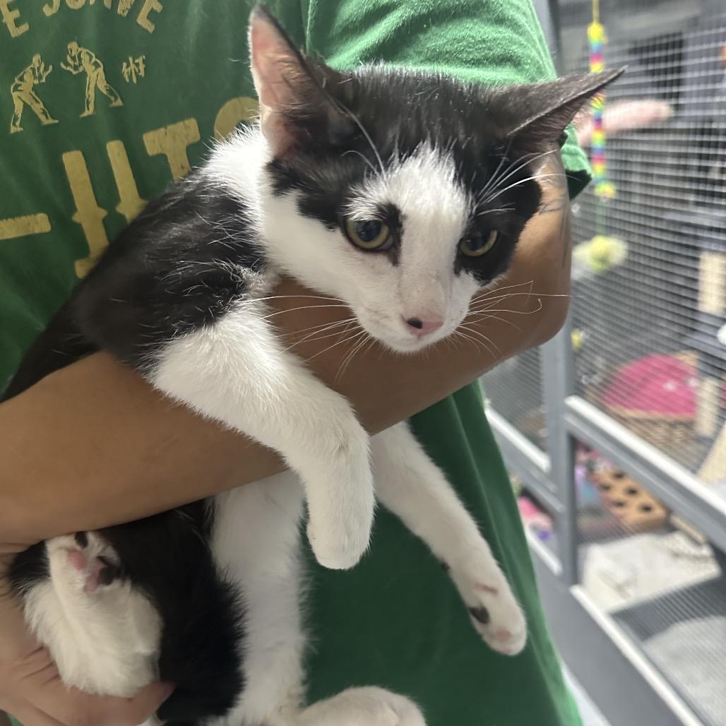 Enlarge Diamond, a Adoptable Domestic Short Hair in Nokesville, VA image 1/4