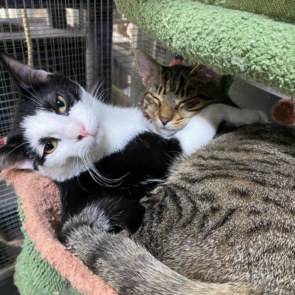 Enlarge Diamond, a Adoptable Domestic Short Hair in Nokesville, VA image 2/4