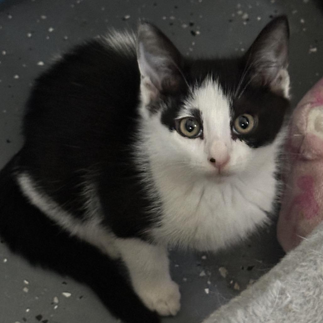 Enlarge Diamond, a Adoptable Domestic Short Hair in Nokesville, VA image 3/4