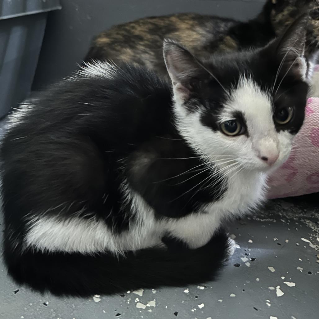 Enlarge Diamond, a Adoptable Domestic Short Hair in Nokesville, VA image 4/4