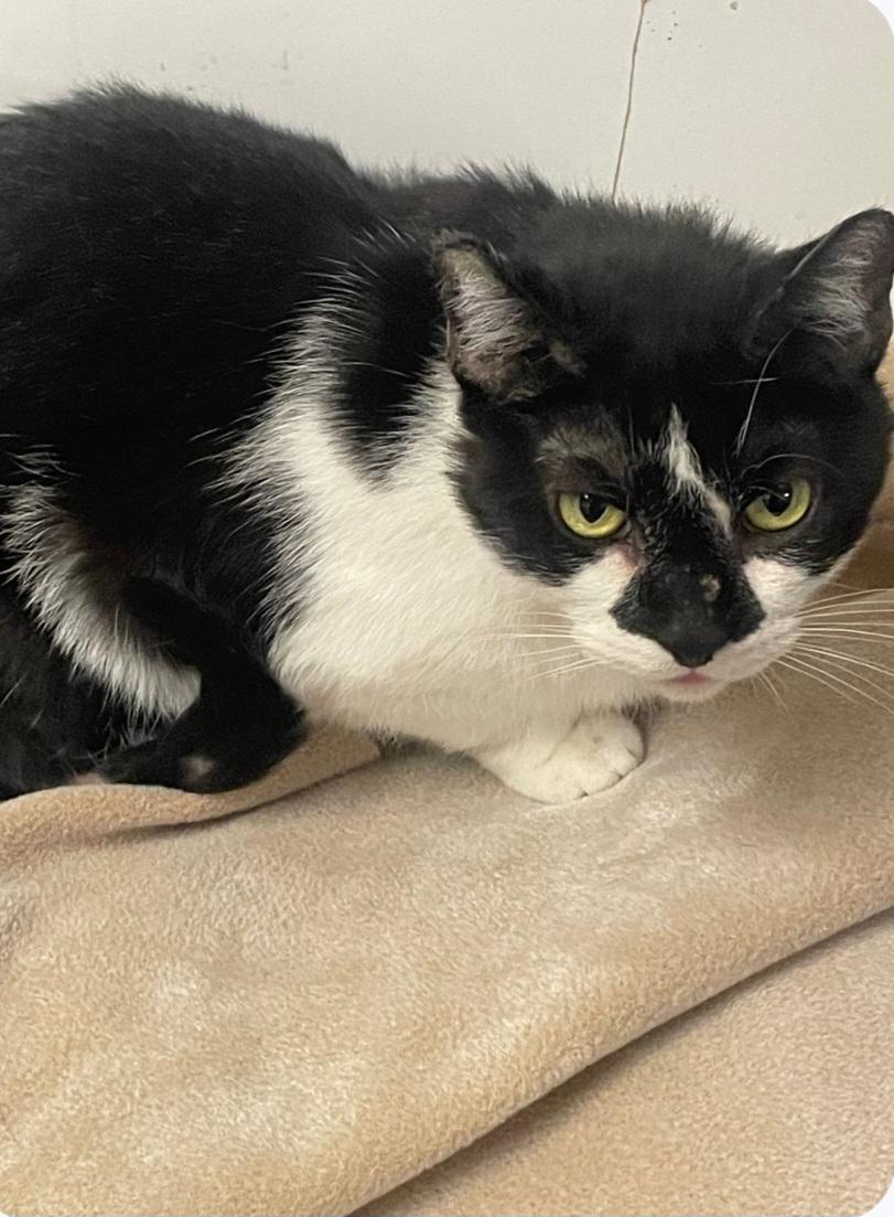 (working cat) Smokey, ADOPTABLE, Adult Male Tuxedo.