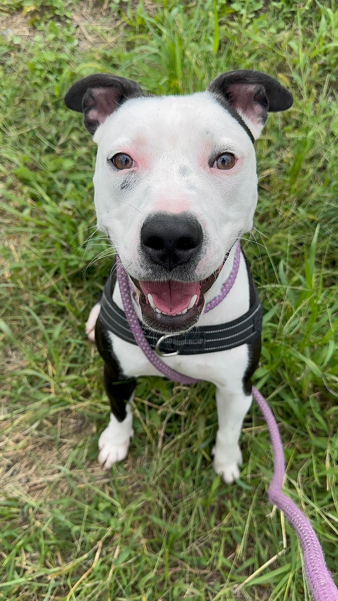 Lola, Adoptable, Young Female American Staffordshire Terrier.