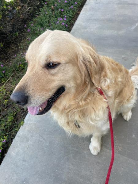 Rhett Butler, a ADOPTABLE Golden Retriever in Los Angeles, CA image 4/5