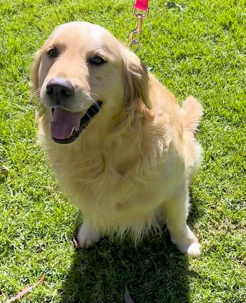 Rhett Butler, a ADOPTABLE Golden Retriever in Los Angeles, CA image 5/5