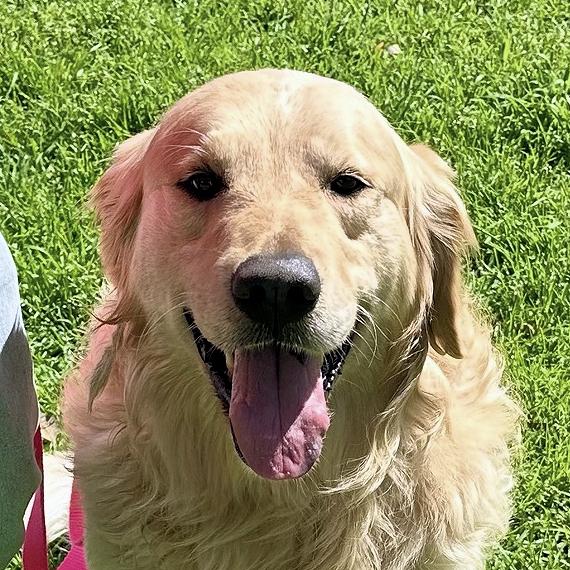 Rhett Butler, ADOPTABLE, Adult Male Golden Retriever.