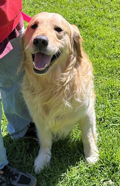 Rhett Butler, a ADOPTABLE Golden Retriever in Los Angeles, CA image 2/5