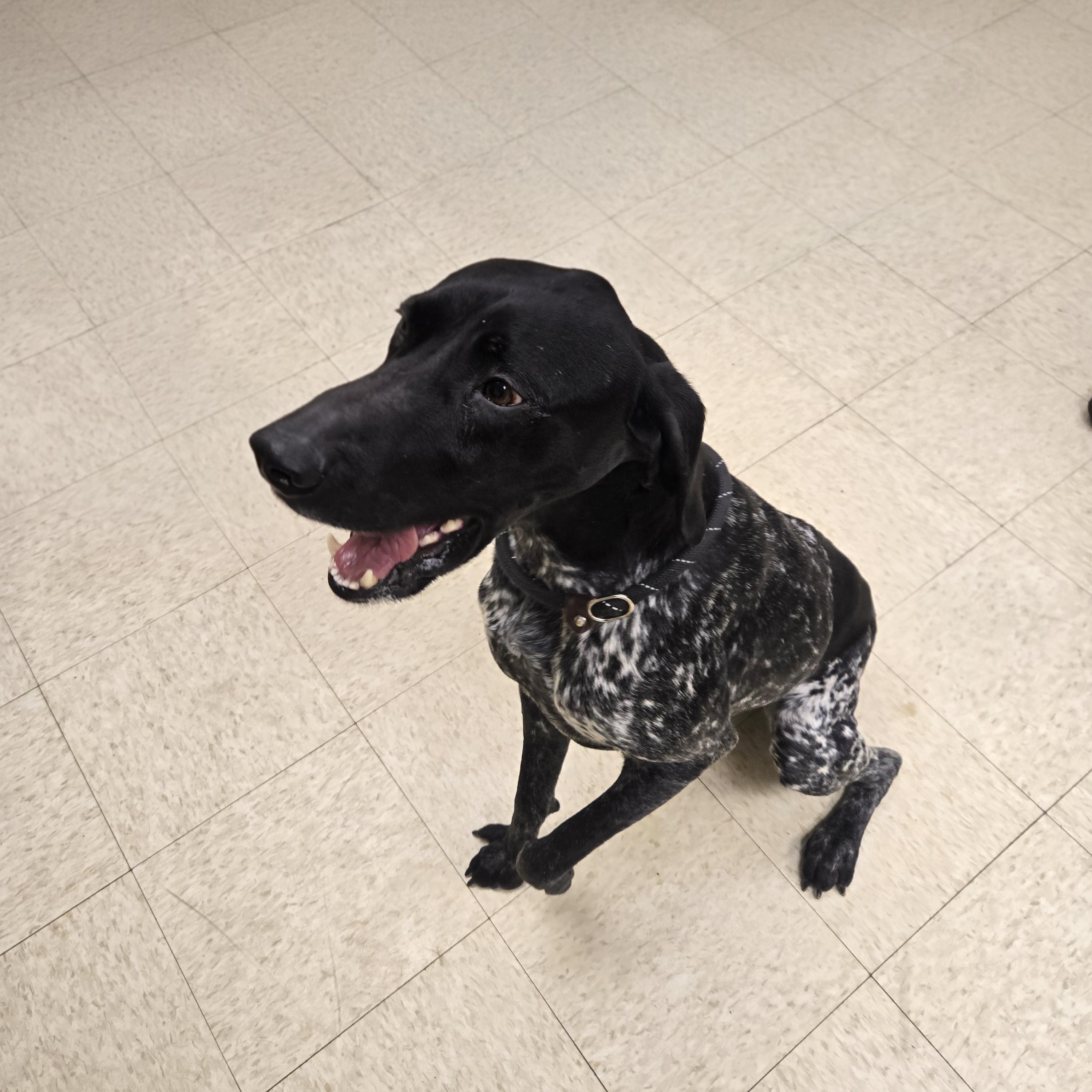 Enlarge Cash, an adopted German Shorthaired Pointer in Xenia , OH image 3/6