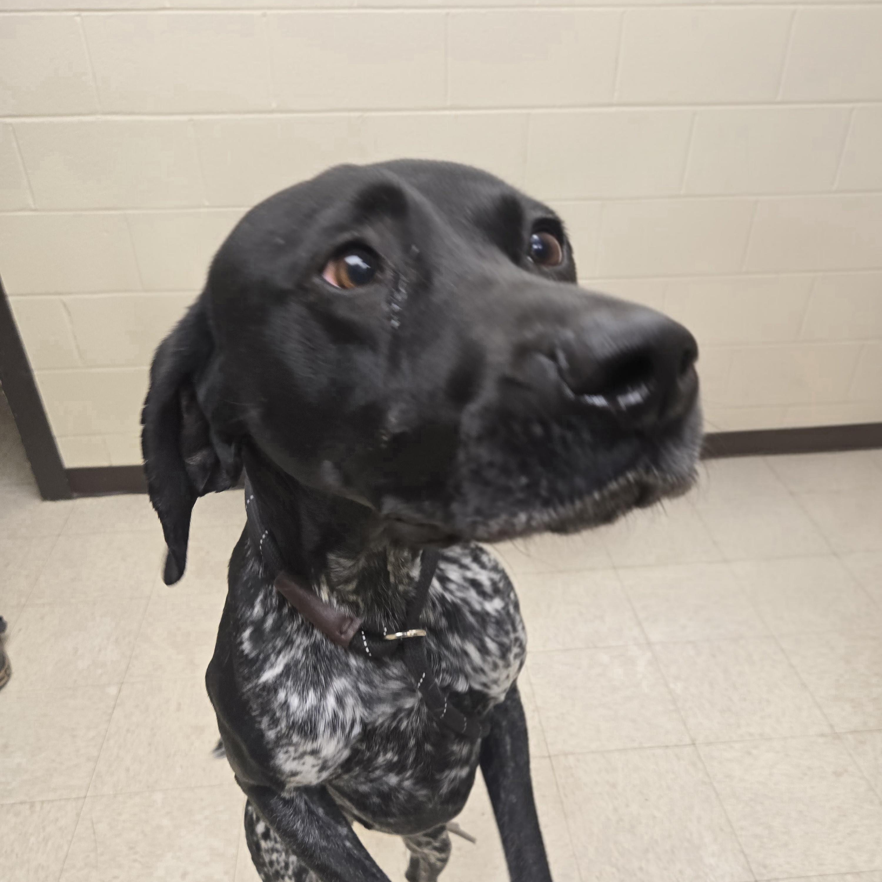 Enlarge Cash, an adopted German Shorthaired Pointer in Xenia , OH image 5/6