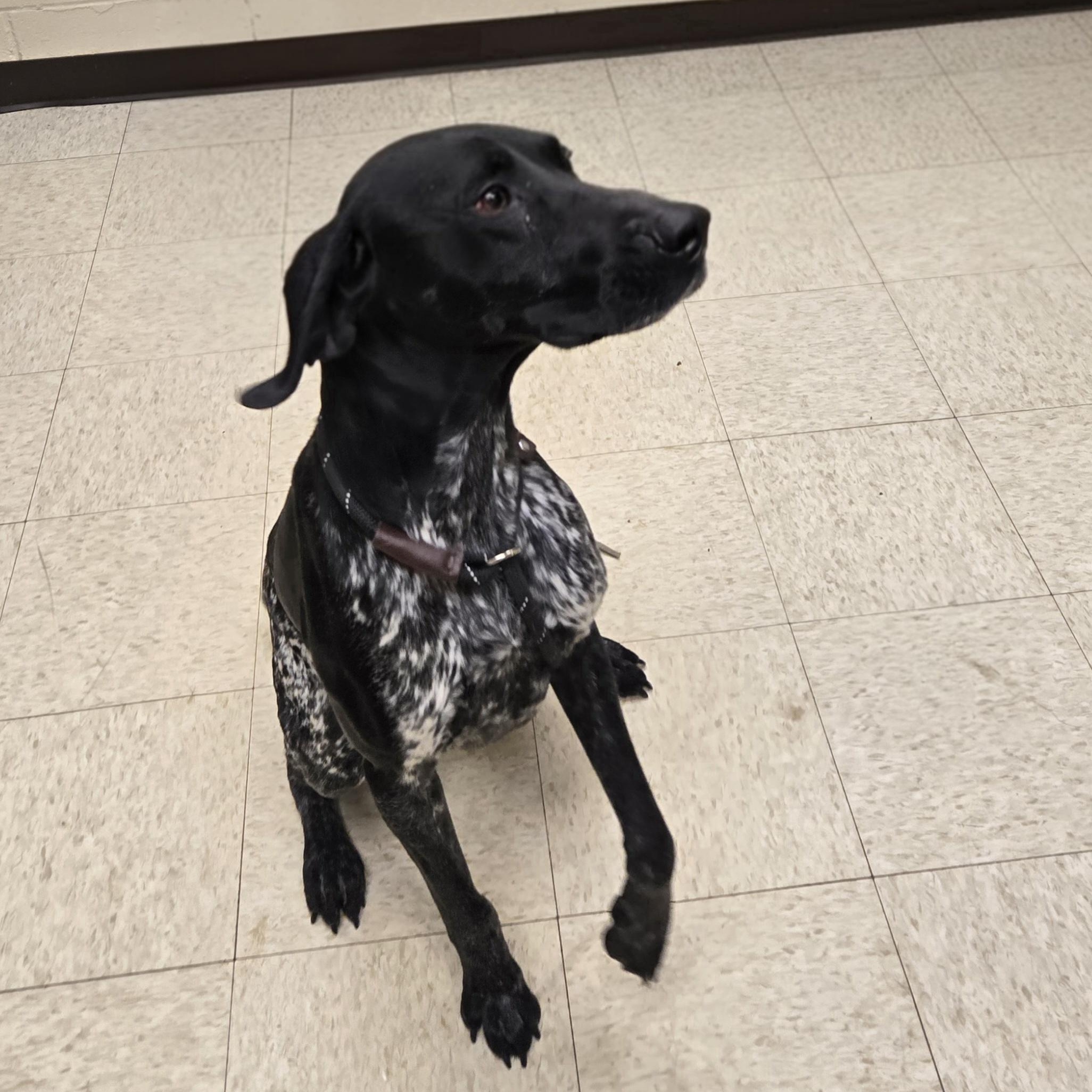 Enlarge Cash, an adopted German Shorthaired Pointer in Xenia , OH image 6/6