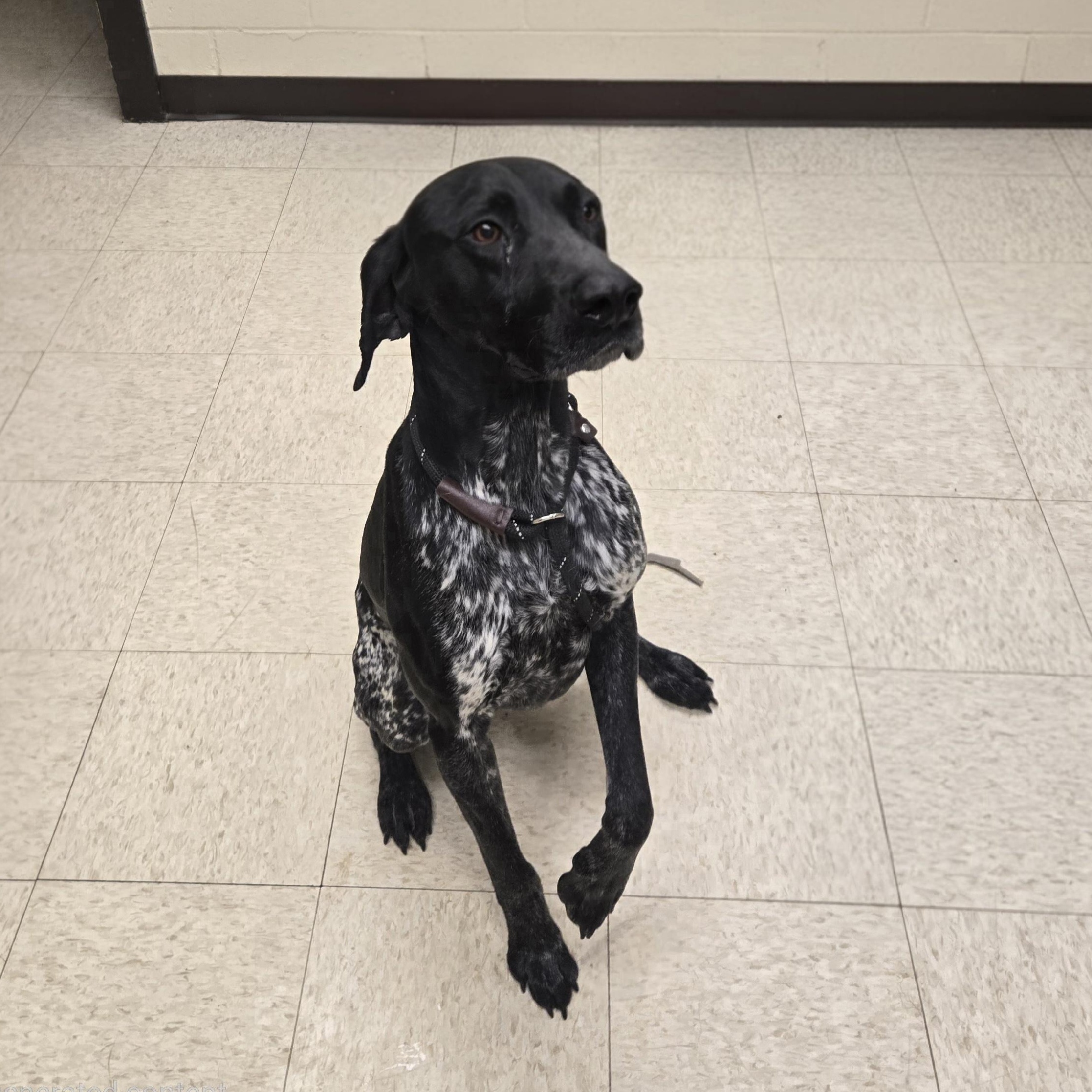 Enlarge Cash, an adopted German Shorthaired Pointer in Xenia , OH image 4/6