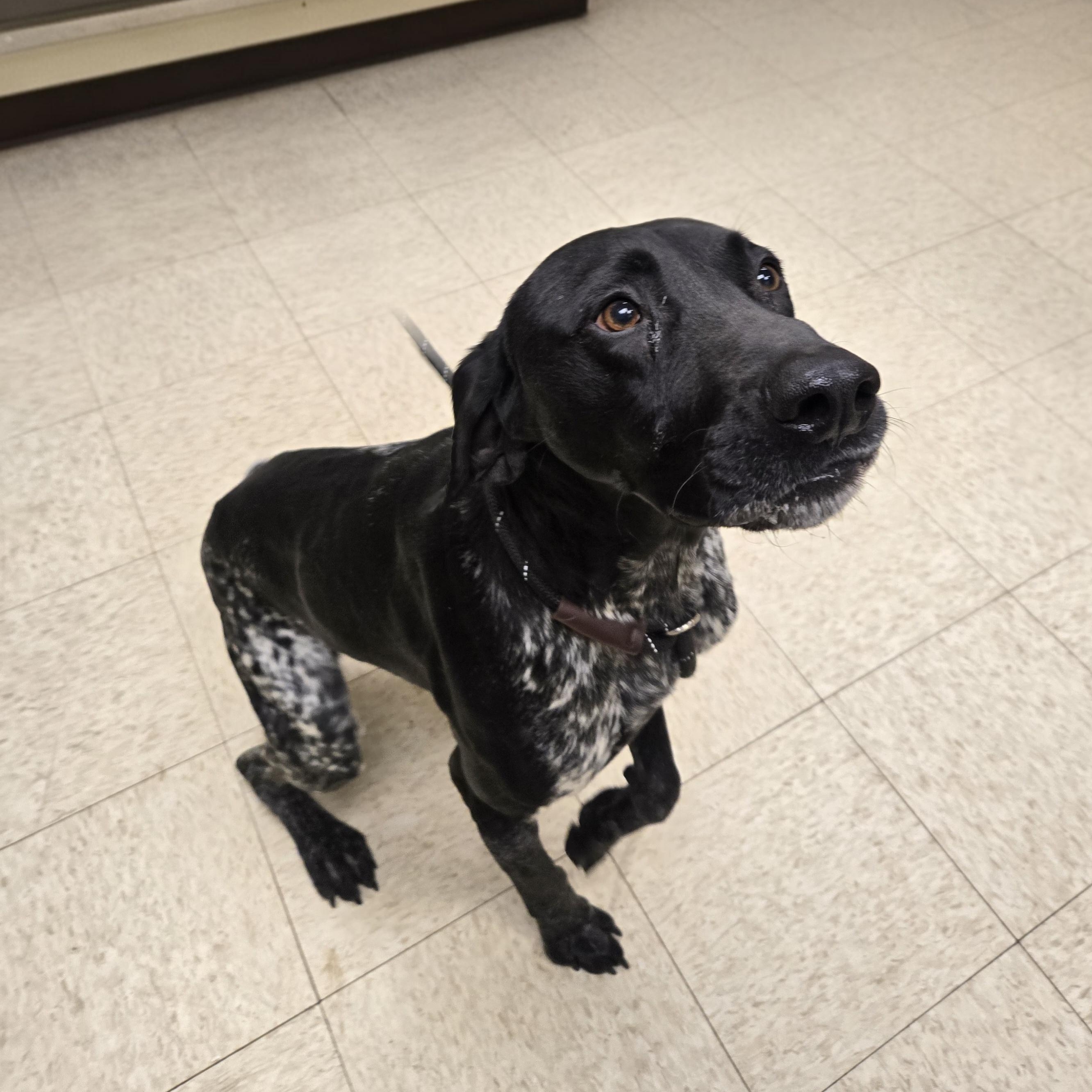 Enlarge Cash, an adopted German Shorthaired Pointer in Xenia , OH image 2/6