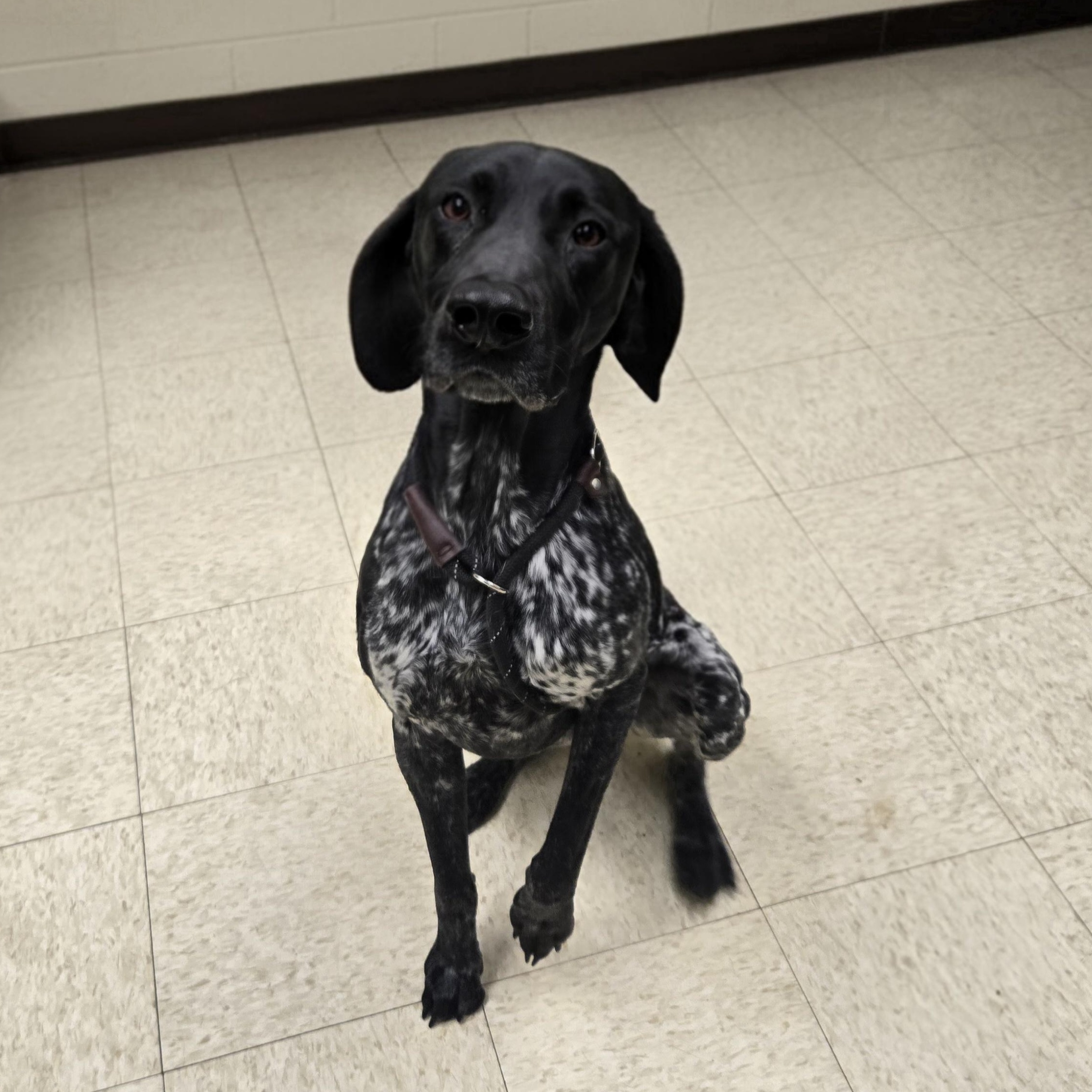 Cash, adopted, Young Male German Shorthaired Pointer.