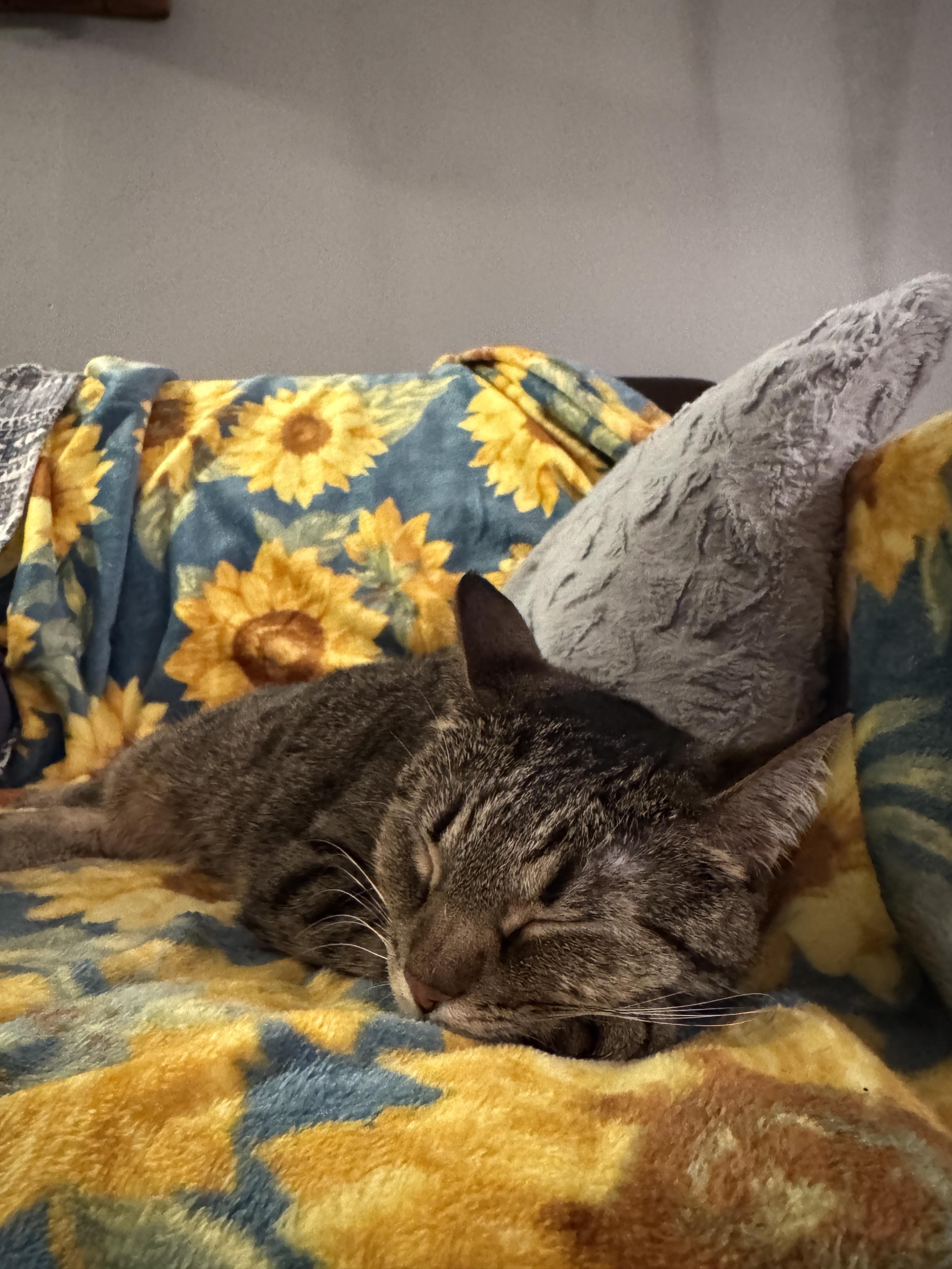 Shotsie, adopted, Adult Female Domestic Short Hair.