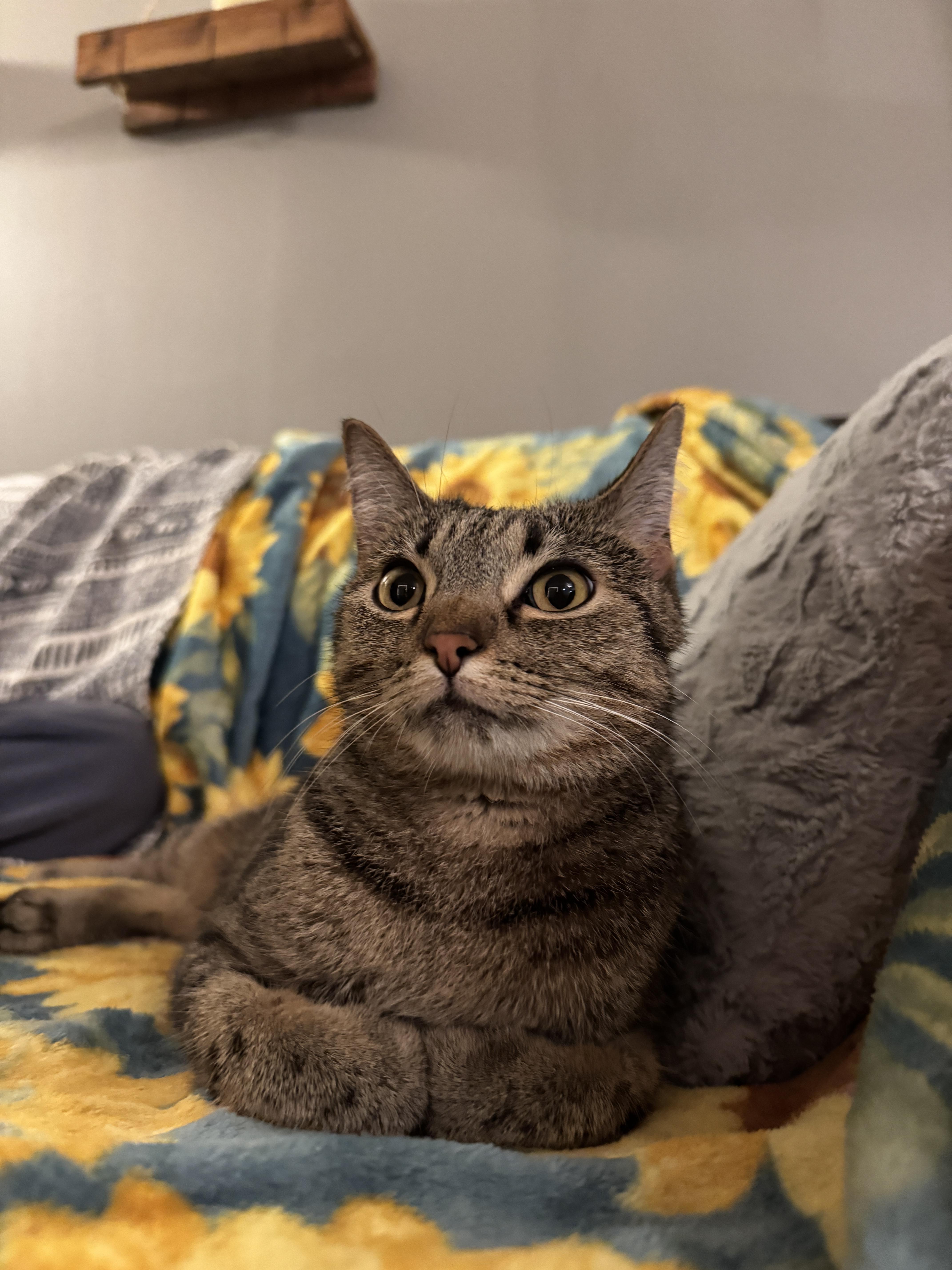 Shotsie, an adopted Domestic Short Hair in Lemont, IL image 2/2