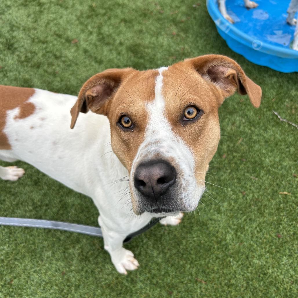 McNugget, Adoptable, Adult Male American Staffordshire Terrier & Pit Bull Terrier.
