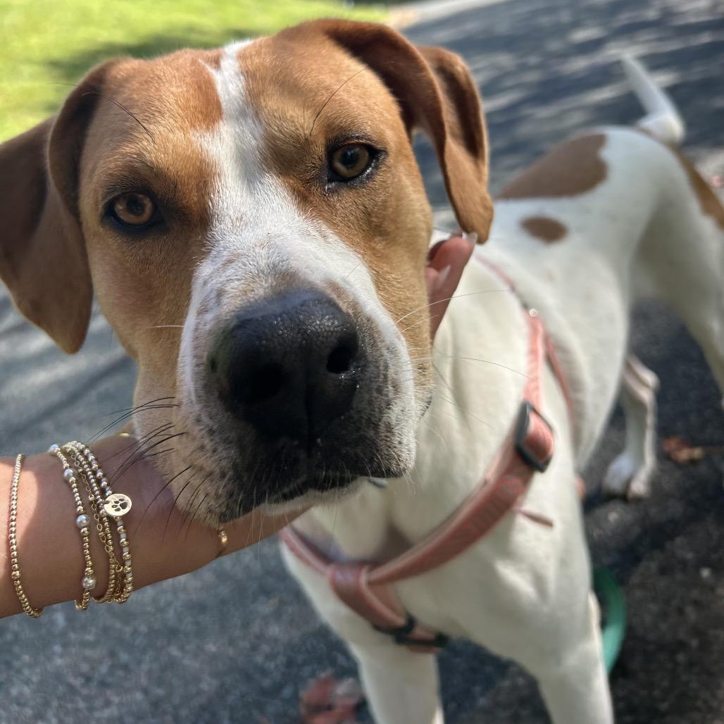 Enlarge McNugget, a Adoptable mixed breed in Troy, VA image 2/6